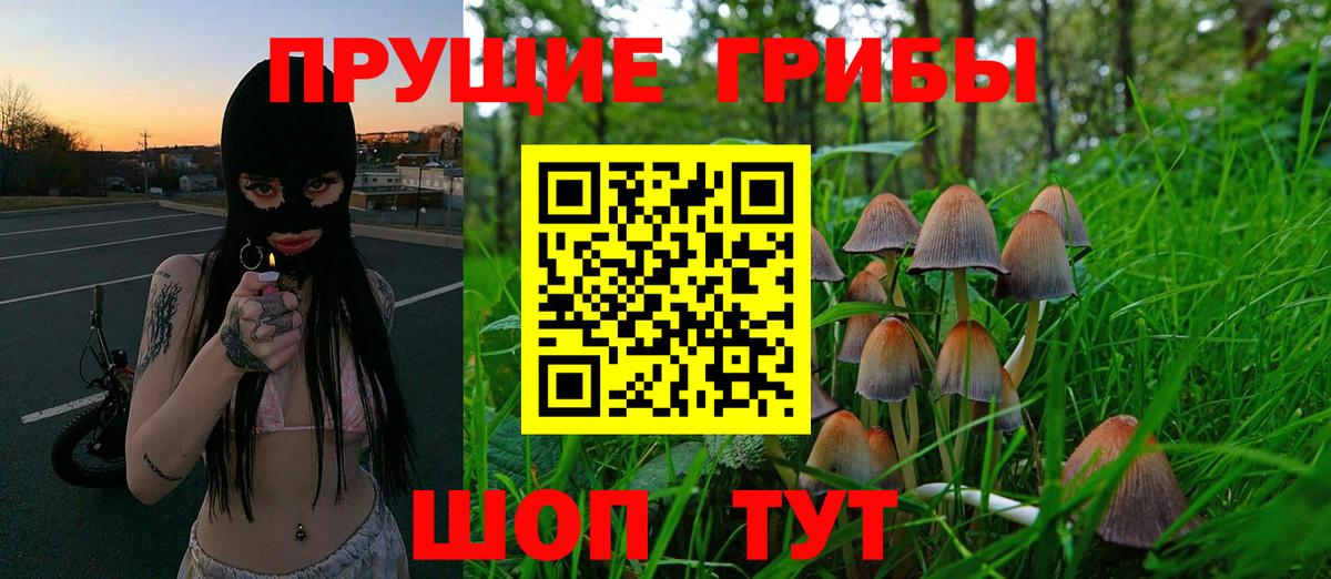 Псилоцибиновые грибы Cubensis Губаха