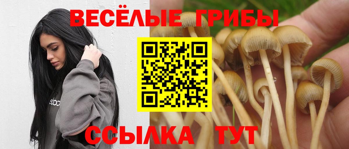 Псилоцибиновые грибы Cubensis  Галлюциногенные грибы прущие грибы  Вход с VPN  Губаха 